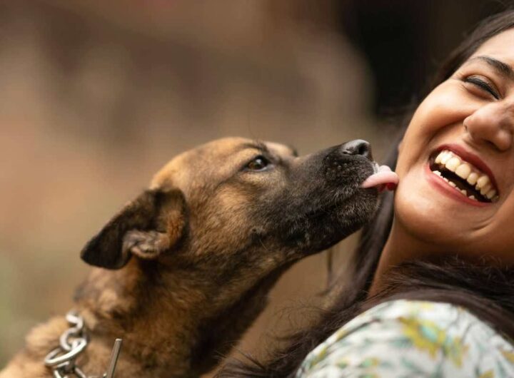 farsi leccare dai cani è rischioso