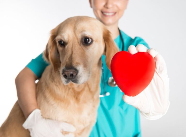 Un cane contro l'infarto