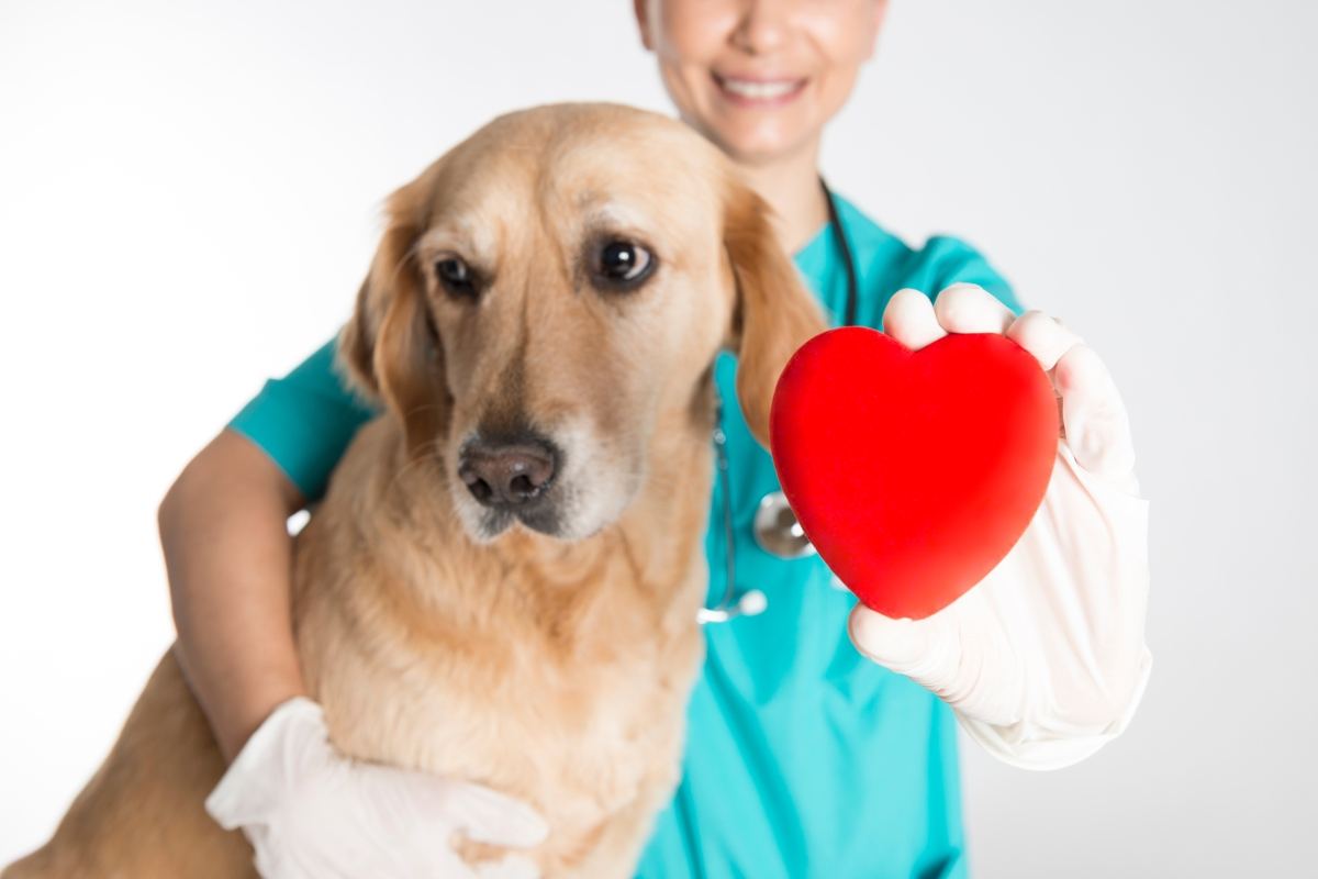 Un cane contro l'infarto