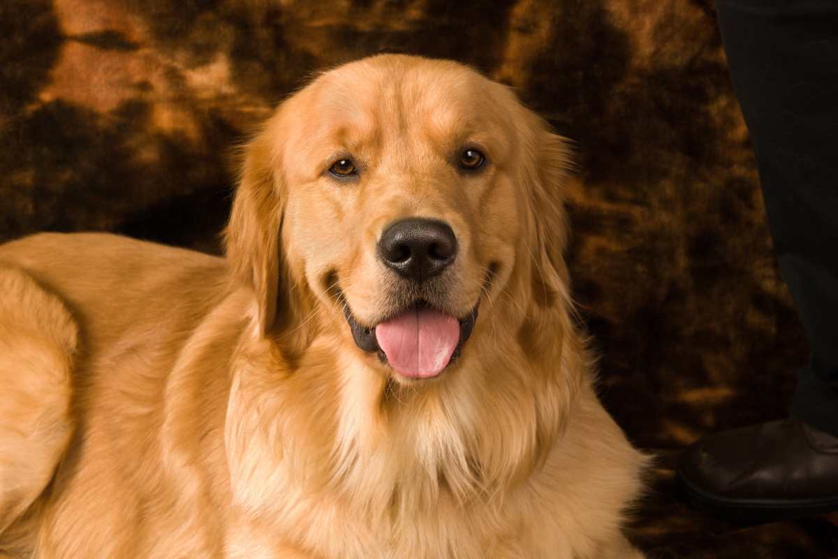 Golden Retriver aiuta cuccioli