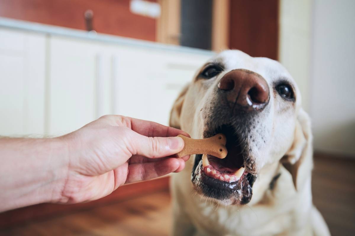 Ricetta per biscotti per cani 