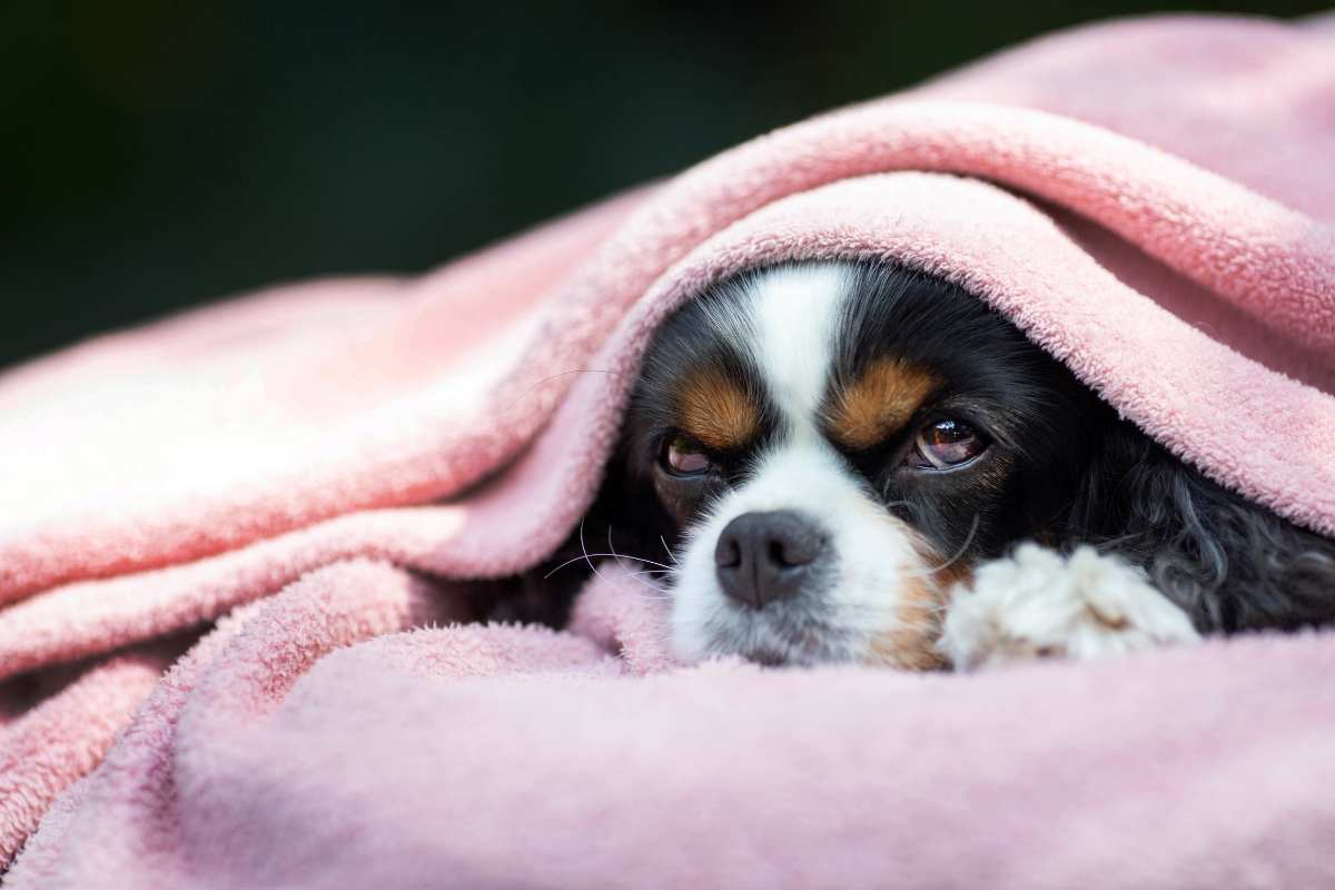 Ai cani piace stare sotto la coperta 