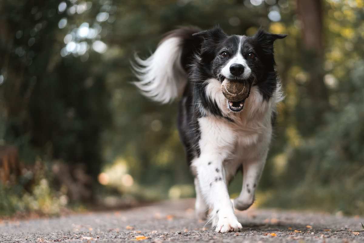 qual è il linguaggio dei cani