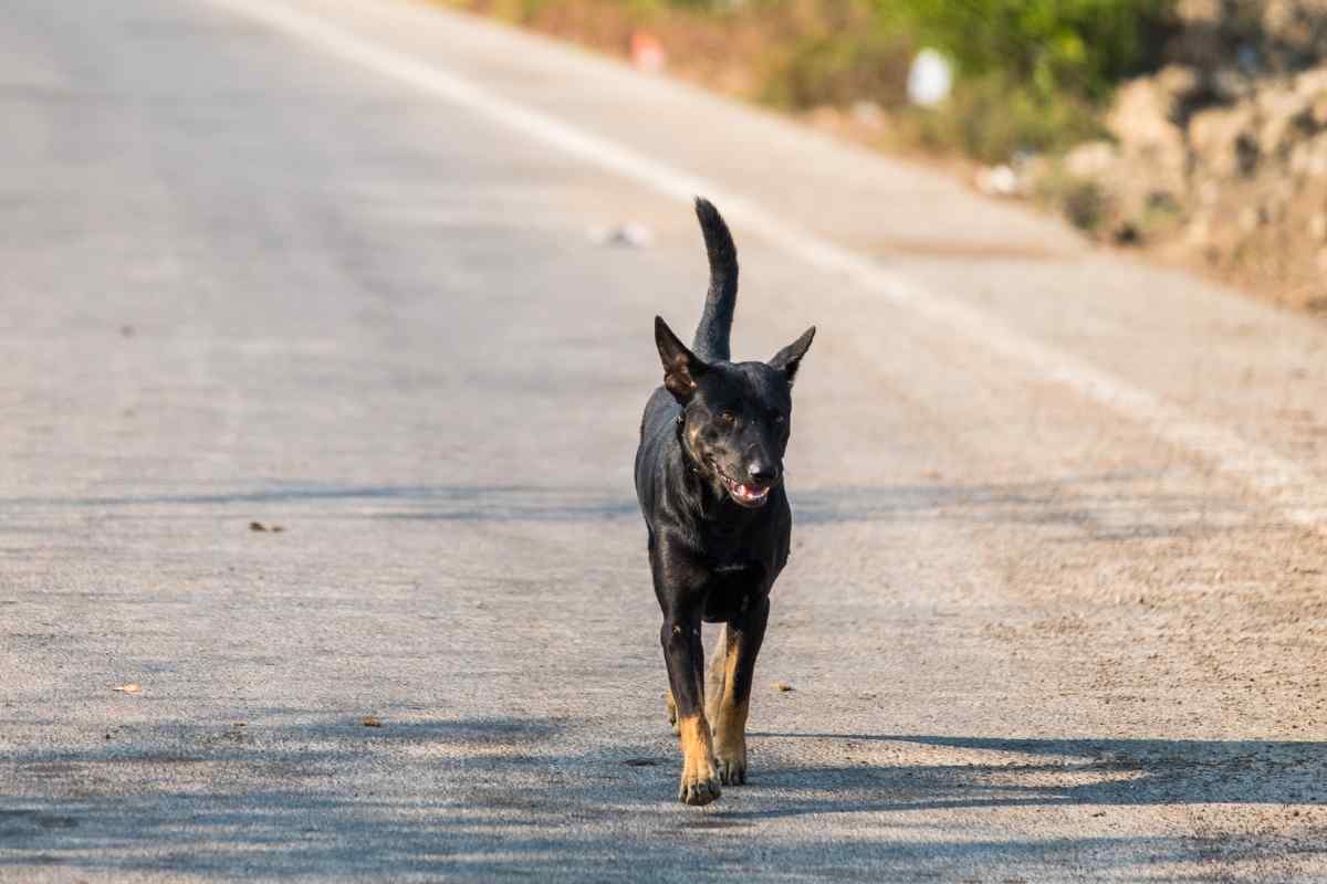 Abbandono animali pene sempre più severe