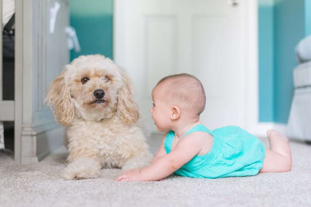 rapporto tra cane e bambino