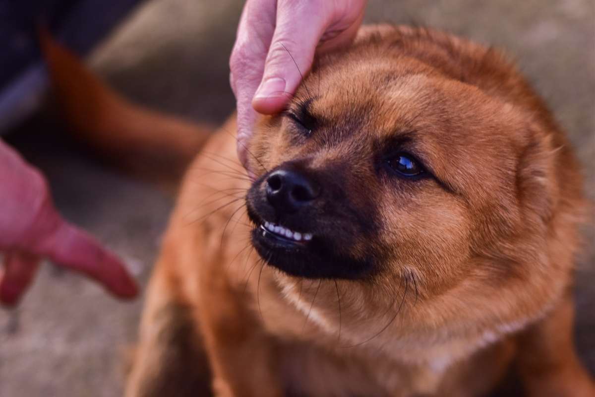 Perché il cane ringhia ai bambini 