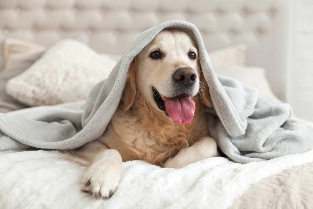 Cane sotto la coperta