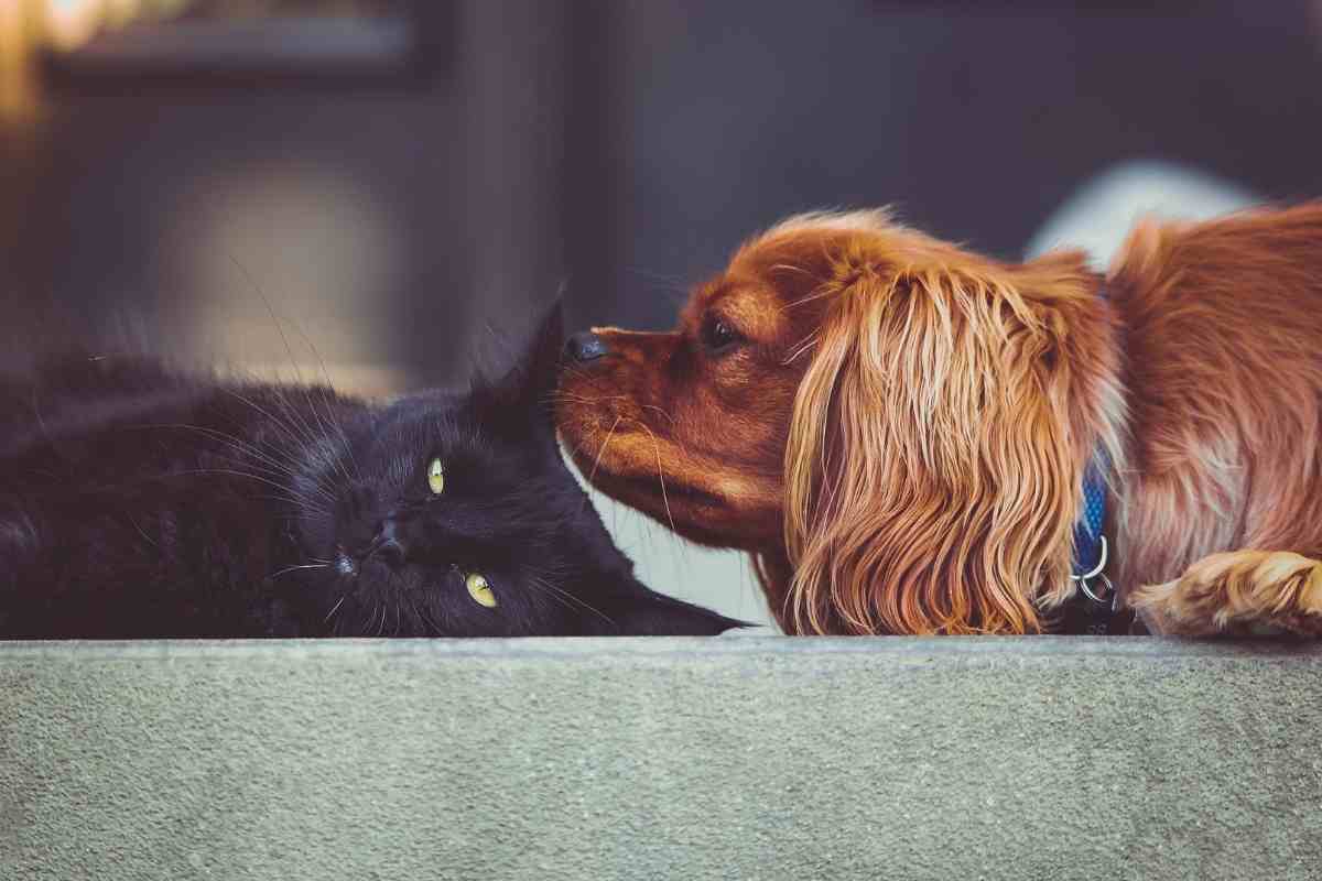 Quali razze di cani  odiano i gatti 