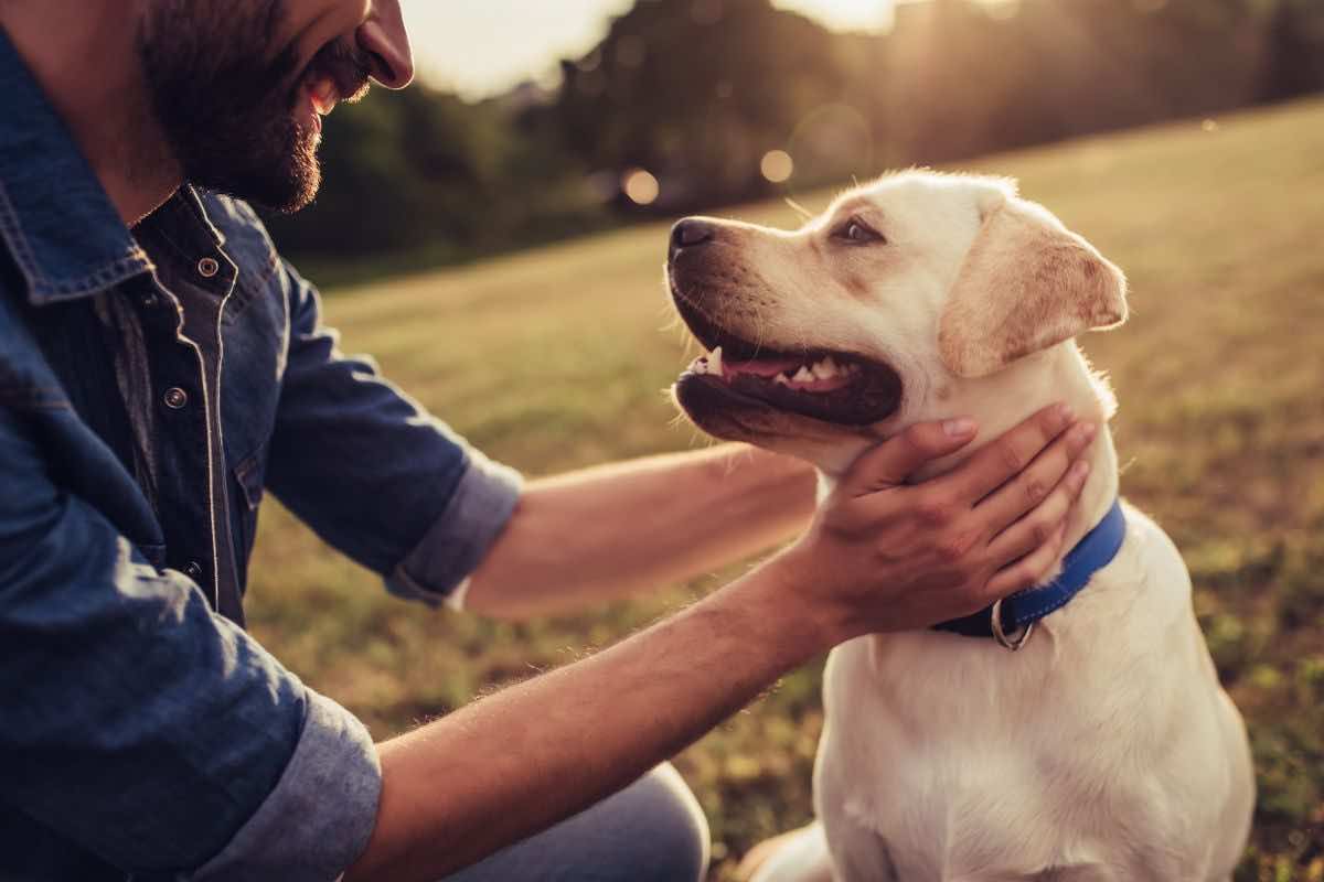 qual è il linguaggio dei cani