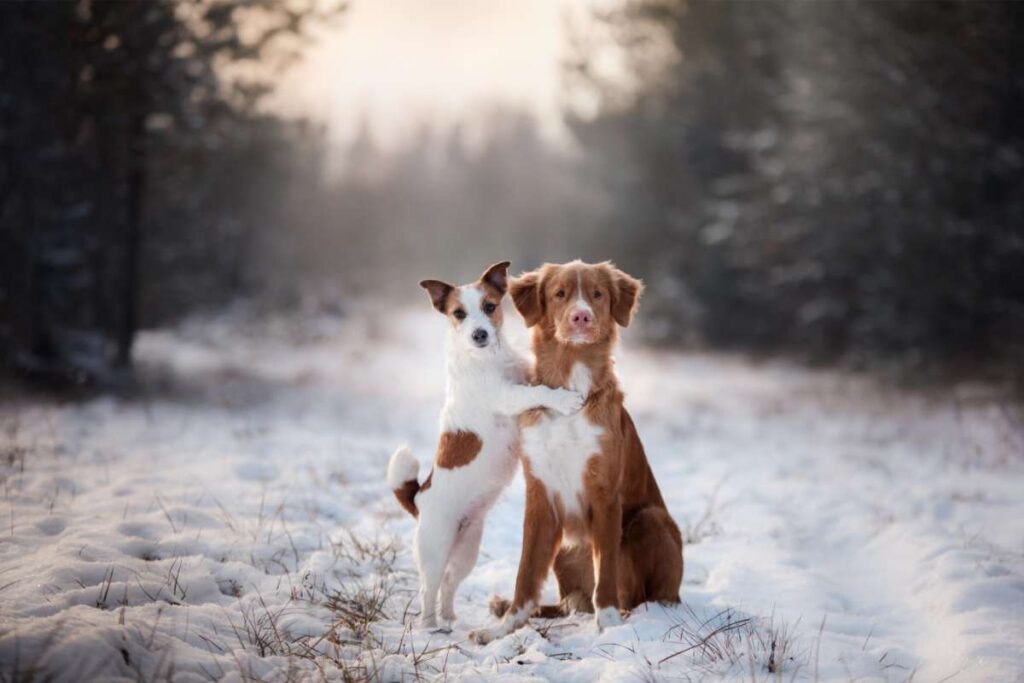 Cosa succede ai cani se il padrone muore improvvisamente