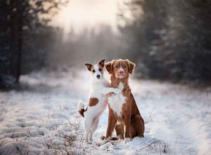 Cosa succede ai cani se il padrone muore improvvisamente