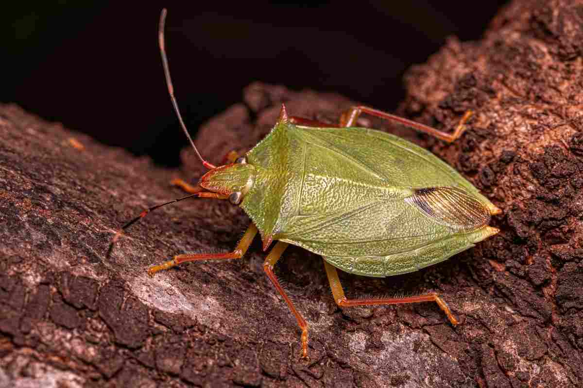 Rimedi naturali contro le cimici 