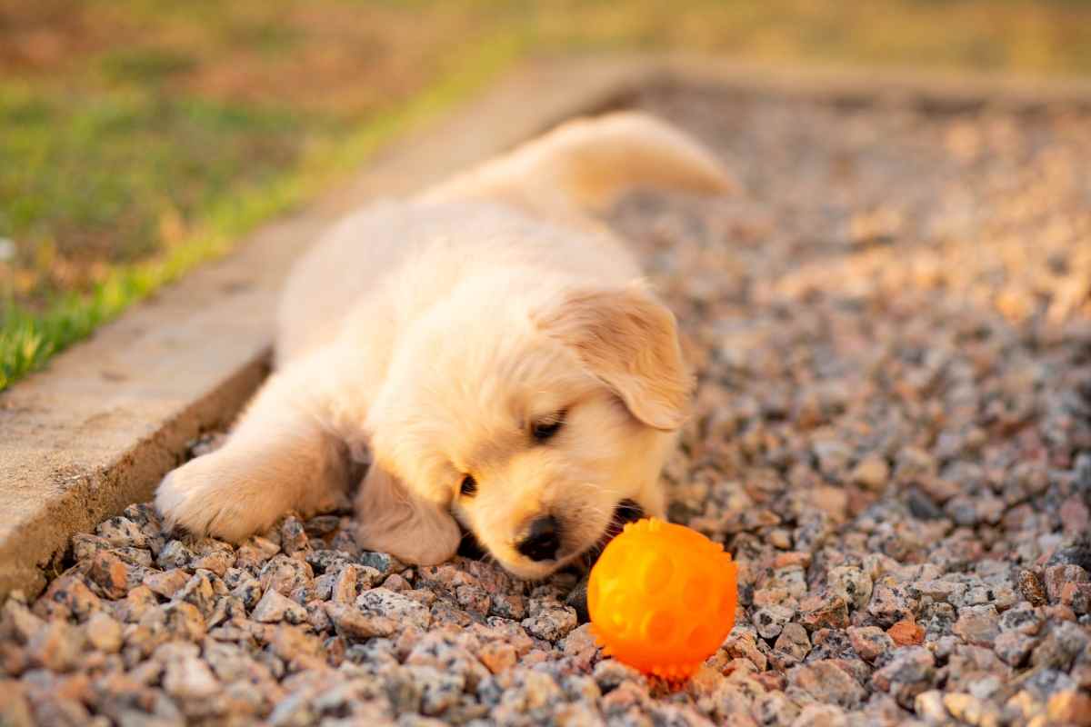 Mamma aiuta cuccioli 