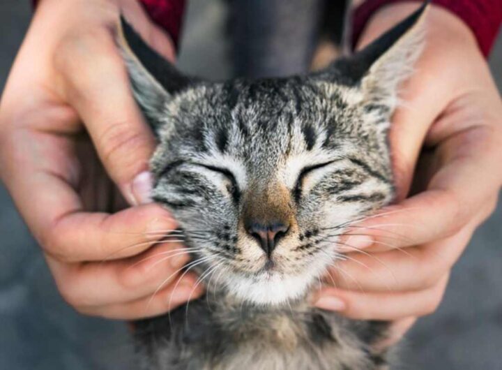 amanti dei gatti regali