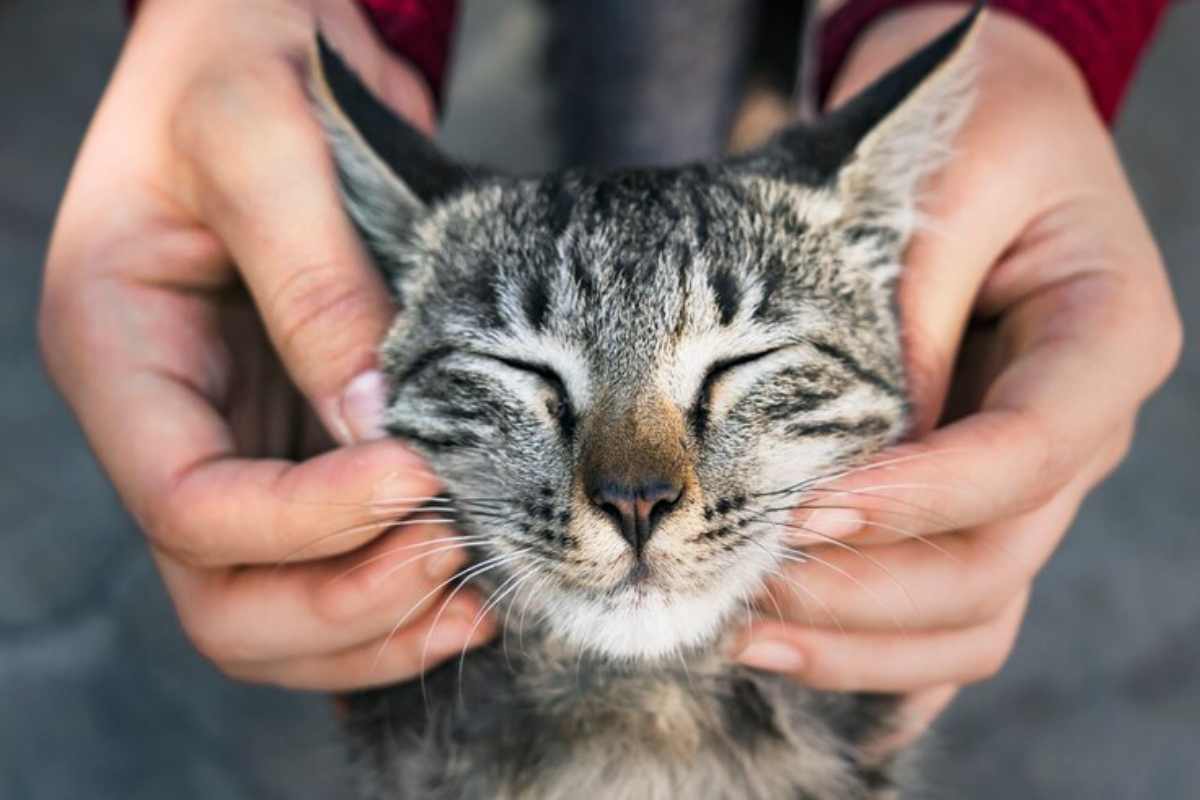 amanti dei gatti regali