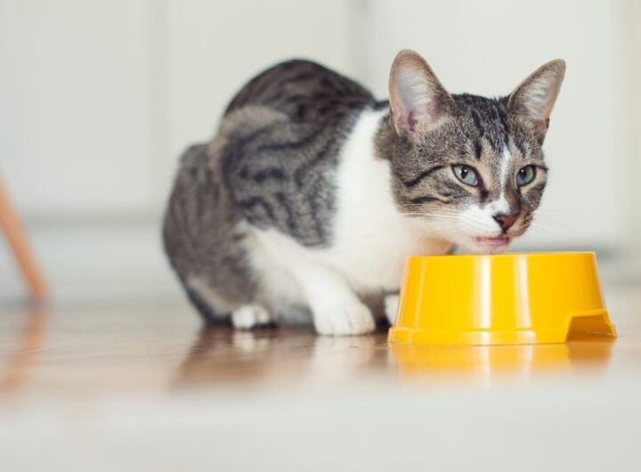 Alimenti nocivi per il gatto