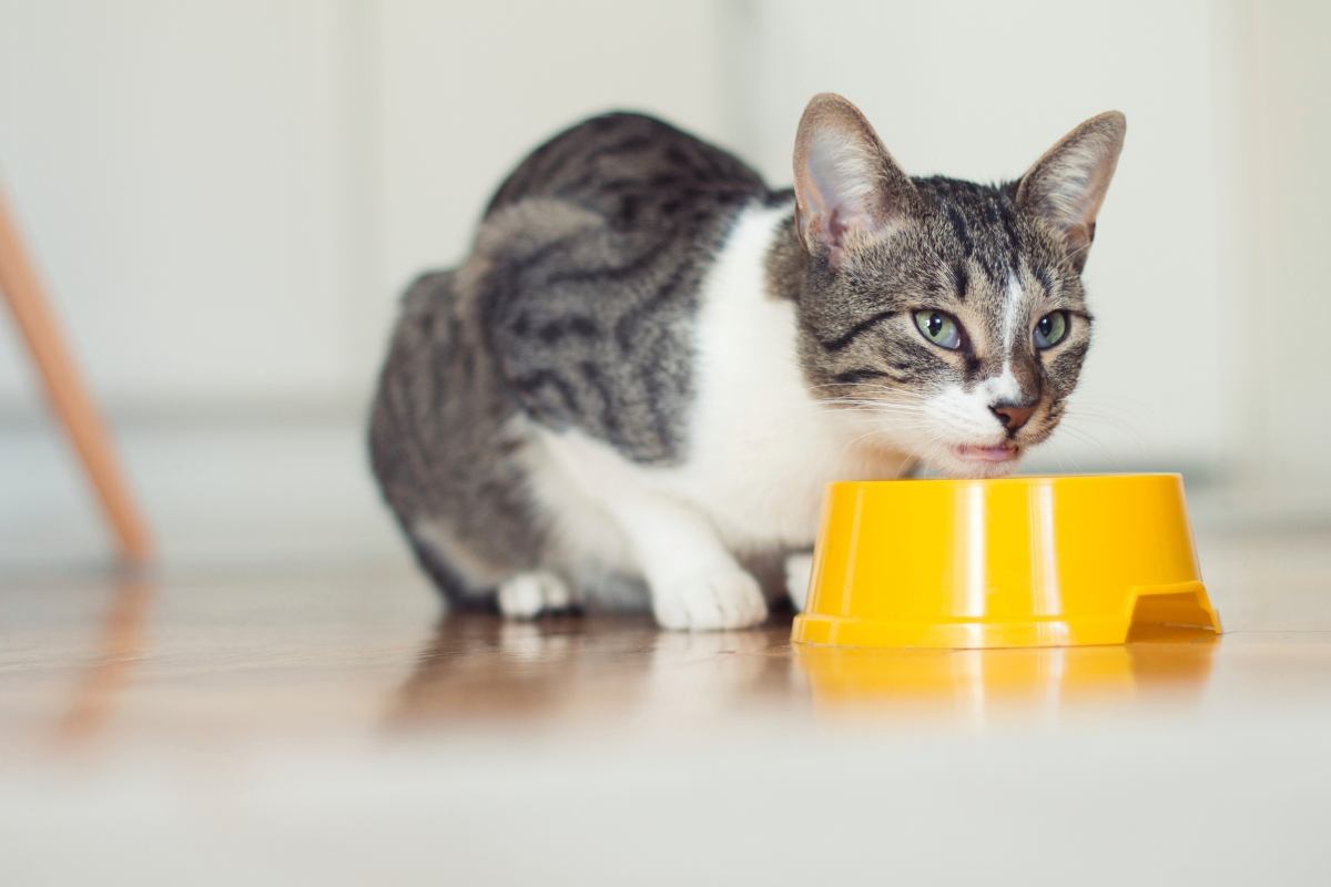 Alimenti nocivi per il gatto