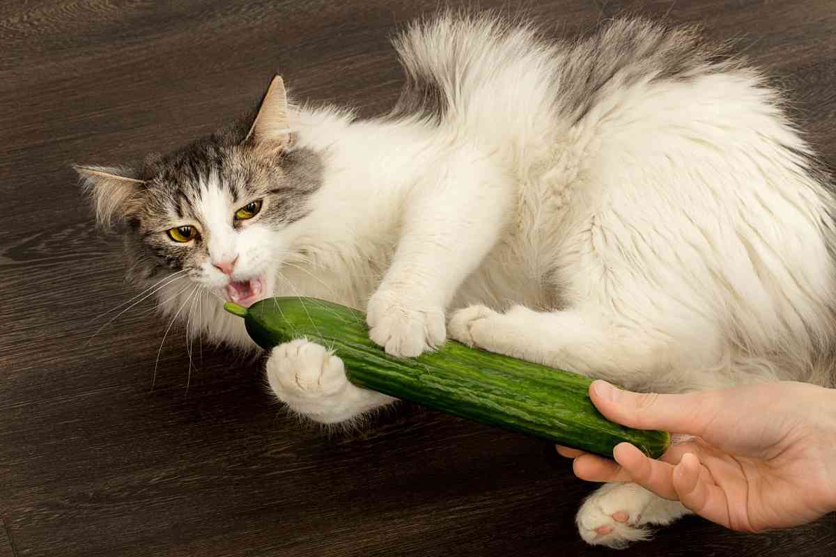 Il gatto non può mangiare questi alimenti 